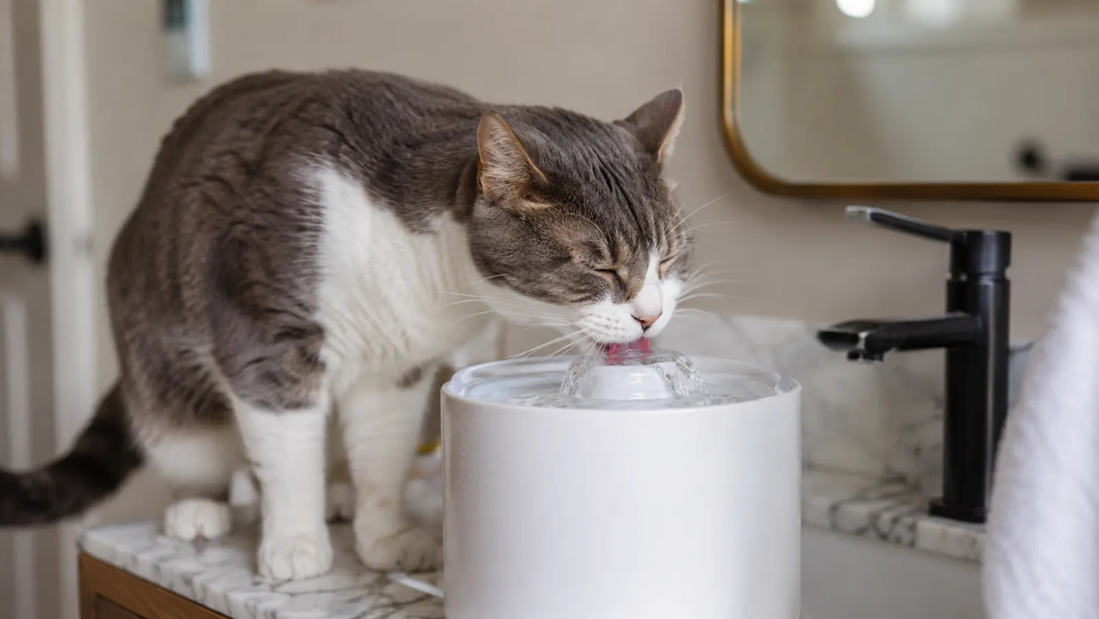 Cat drinking eagerly from a running pet water fountain on a bathroom counter