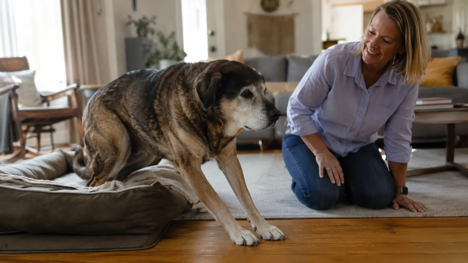 Senior dog getting up from a memory foam bed with ease, owner watching nearby