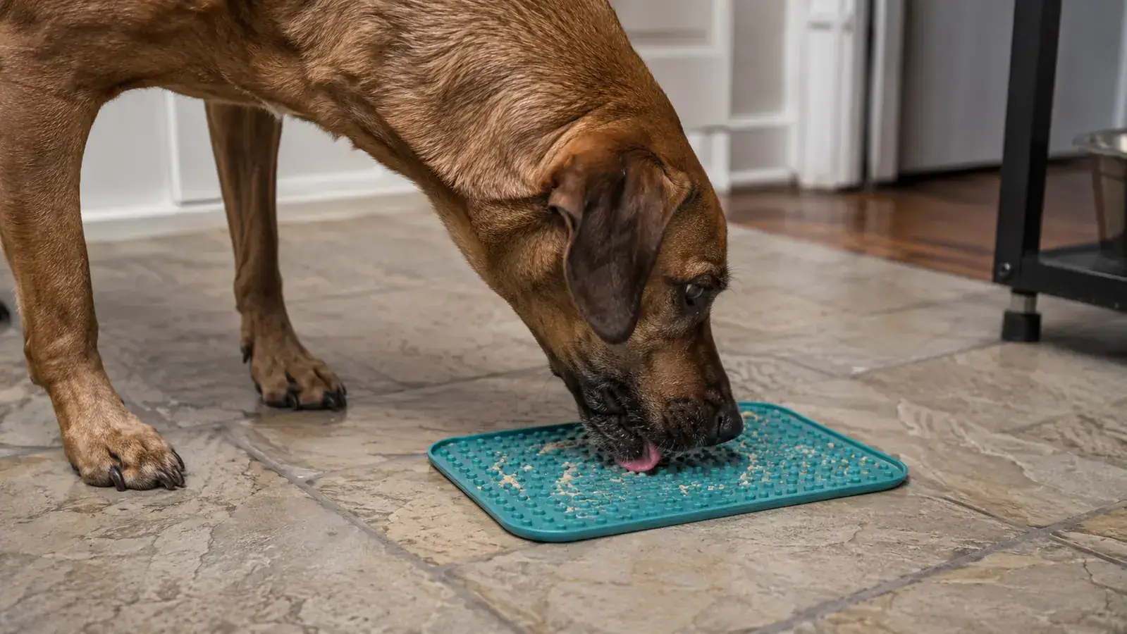 A dog licking a flat silicone mat smeared with wet food, mat placed on a kitchen floor