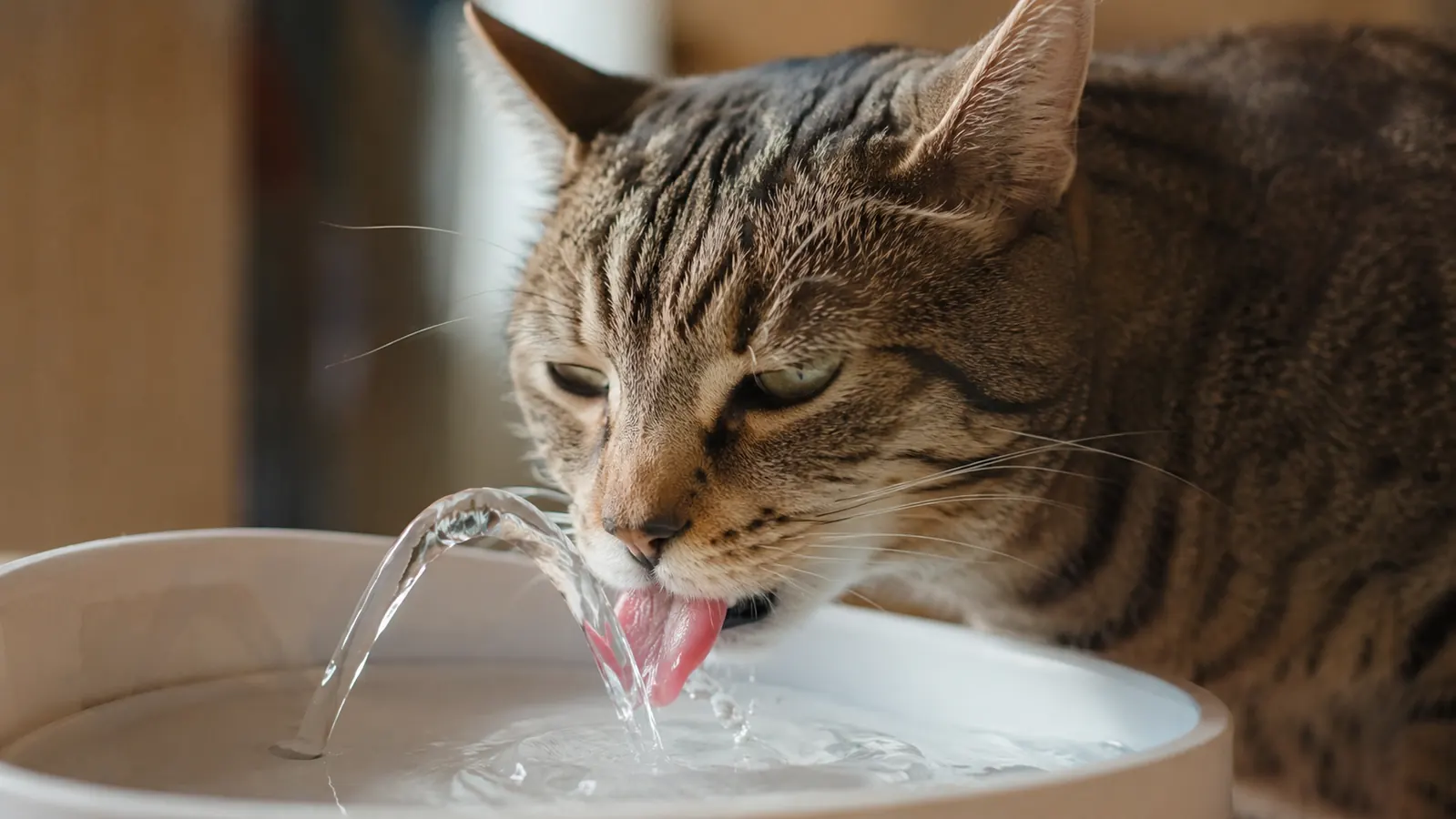 Cat drinking from a flowing pet fountain stream rather than a still bowl